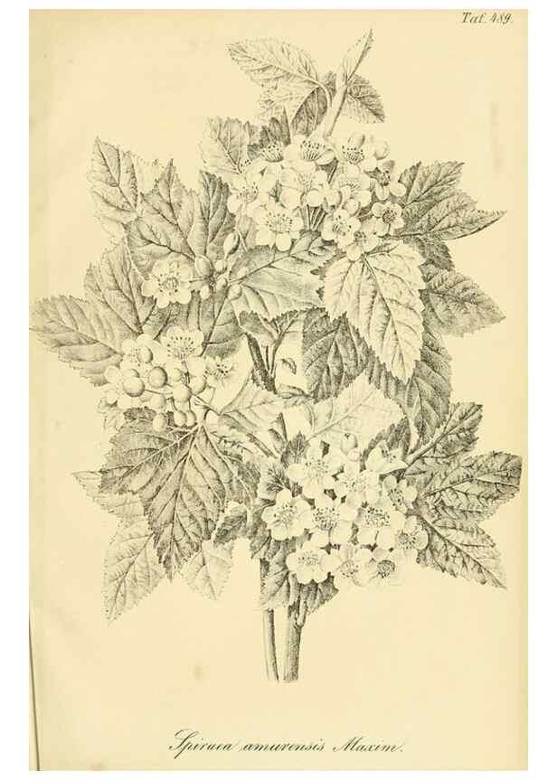 Reproducción/Reproduction 49692015817: Gartenflora.. Erlangen :F. Enke,1852-1940.. 