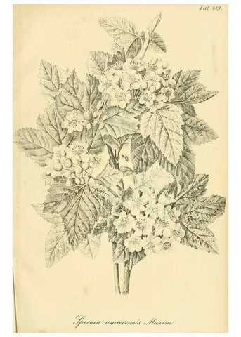 Reproducción/Reproduction 49692015817: Gartenflora.. Erlangen :F. Enke,1852-1940.. 