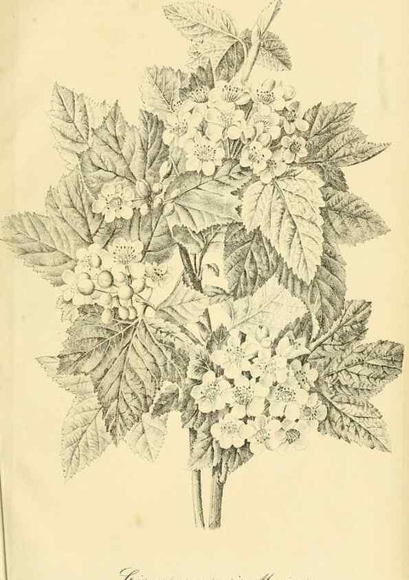 Reproducción/Reproduction 49692015817: Gartenflora.. Erlangen :F. Enke,1852-1940.. 