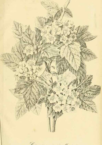 Reproducción/Reproduction 49692015817: Gartenflora.. Erlangen :F. Enke,1852-1940.. 