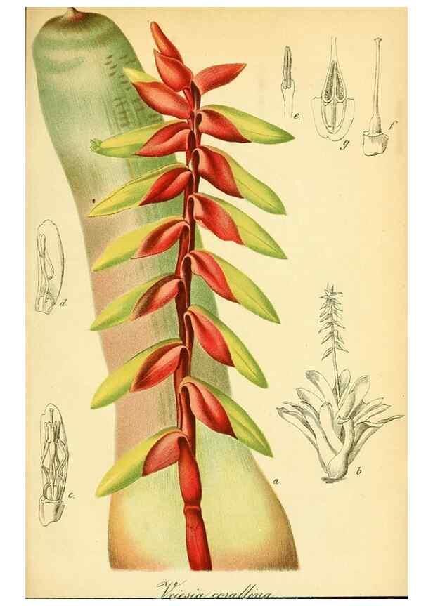Reproducción/Reproduction 49702045641: Gartenflora.. Erlangen :F. Enke,1852-1940.. 