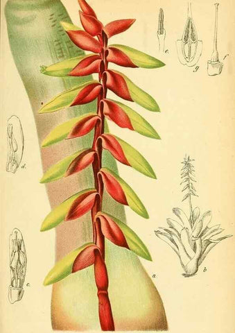 Reproducción/Reproduction 49702045641: Gartenflora.. Erlangen :F. Enke,1852-1940.. 