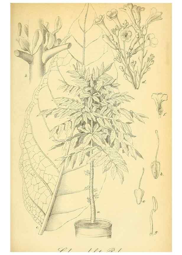 Reproducción/Reproduction 49702045021: Gartenflora.. Erlangen :F. Enke,1852-1940.. 