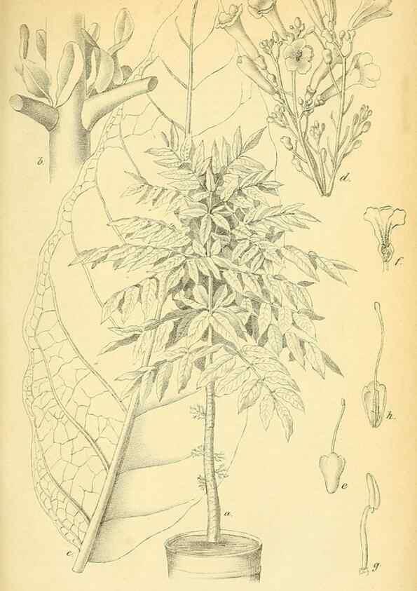 Reproducción/Reproduction 49702045021: Gartenflora.. Erlangen :F. Enke,1852-1940.. 