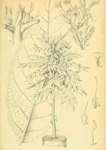Reproducción/Reproduction 49702045021: Gartenflora.. Erlangen :F. Enke,1852-1940.. 