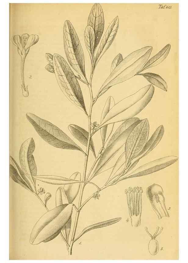 Reproducción/Reproduction 49698937807: Gartenflora.. Erlangen :F. Enke,1852-1940.. 