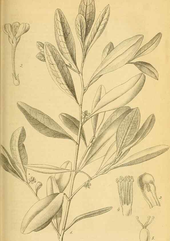 Reproducción/Reproduction 49698937807: Gartenflora.. Erlangen :F. Enke,1852-1940.. 