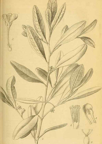 Reproducción/Reproduction 49698937807: Gartenflora.. Erlangen :F. Enke,1852-1940.. 