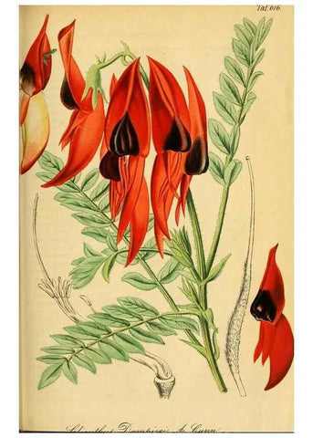 Reproducción/Reproduction 49698099488: Gartenflora.. Erlangen :F. Enke,1852-1940.. 