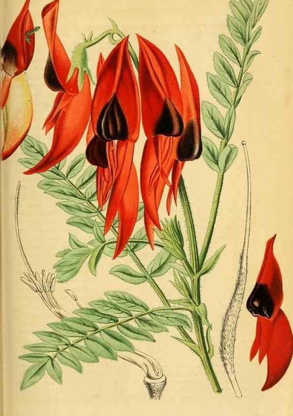 Reproducción/Reproduction 49698099488: Gartenflora.. Erlangen :F. Enke,1852-1940.. 
