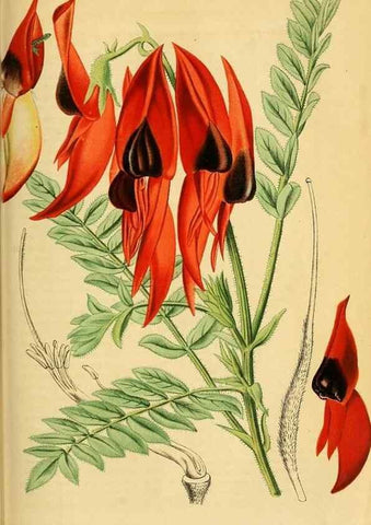 Reproducción/Reproduction 49698099488: Gartenflora.. Erlangen :F. Enke,1852-1940.. 