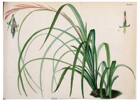 Reproducción/Reproduction 49698938237: Gartenflora.. Erlangen :F. Enke,1852-1940.. 