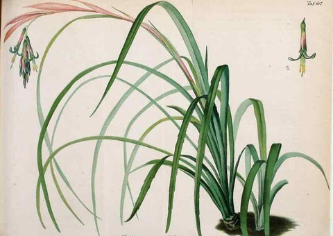 Reproducción/Reproduction 49698938237: Gartenflora.. Erlangen :F. Enke,1852-1940.. 