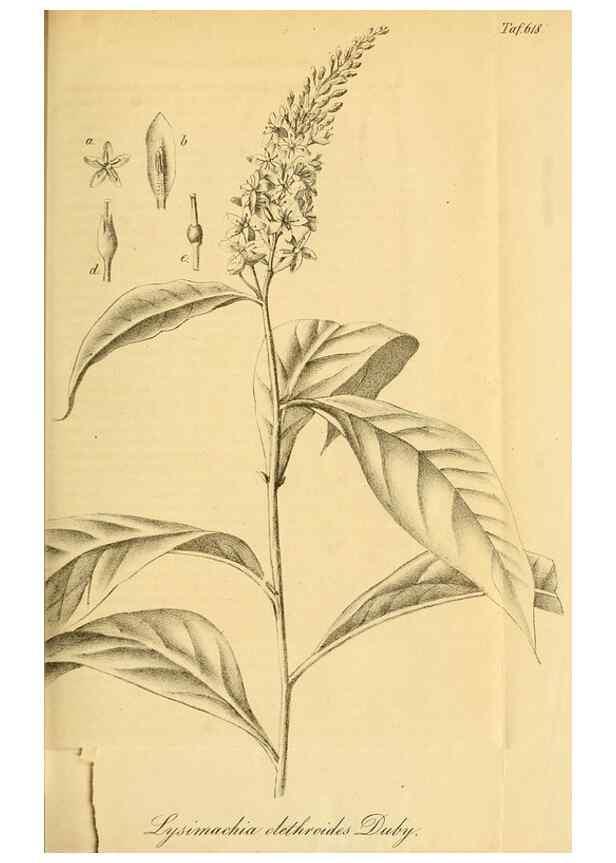 Reproducción/Reproduction 49698938392: Gartenflora.. Erlangen :F. Enke,1852-1940.. 