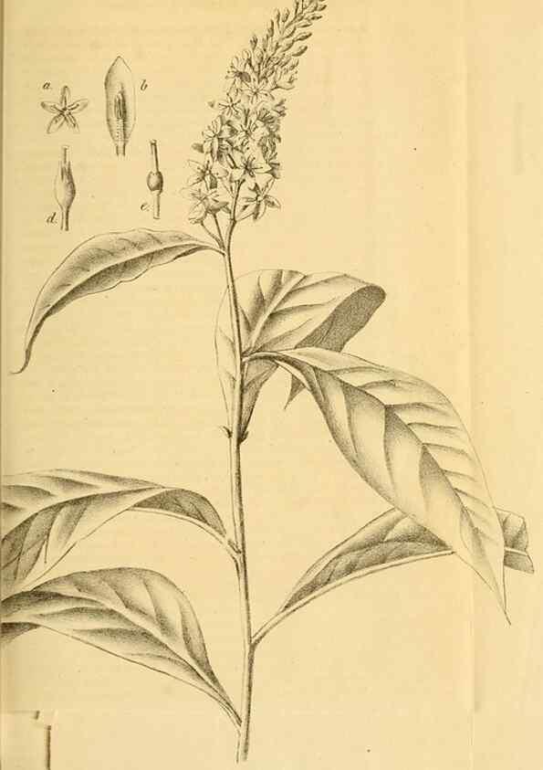 Reproducción/Reproduction 49698938392: Gartenflora.. Erlangen :F. Enke,1852-1940.. 