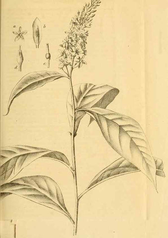 Reproducción/Reproduction 49698938392: Gartenflora.. Erlangen :F. Enke,1852-1940.. 