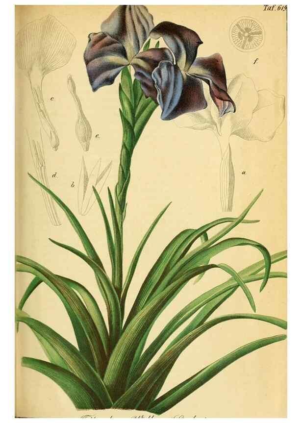 Reproducción/Reproduction 49698632381: Gartenflora.. Erlangen :F. Enke,1852-1940.. 