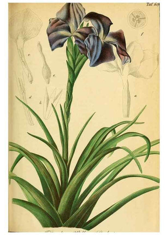 Reproducción/Reproduction 49698632381: Gartenflora.. Erlangen :F. Enke,1852-1940.. 