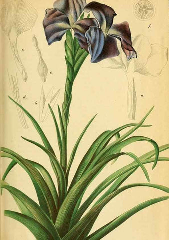 Reproducción/Reproduction 49698632381: Gartenflora.. Erlangen :F. Enke,1852-1940.. 