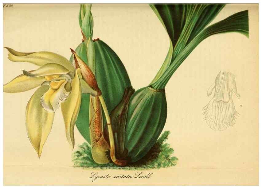 Reproducción/Reproduction 49698100308: Gartenflora.. Erlangen :F. Enke,1852-1940.. 