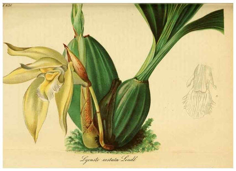 Reproducción/Reproduction 49698100308: Gartenflora.. Erlangen :F. Enke,1852-1940.. 