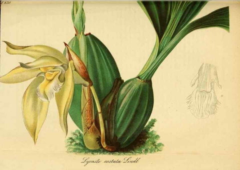Reproducción/Reproduction 49698100308: Gartenflora.. Erlangen :F. Enke,1852-1940.. 