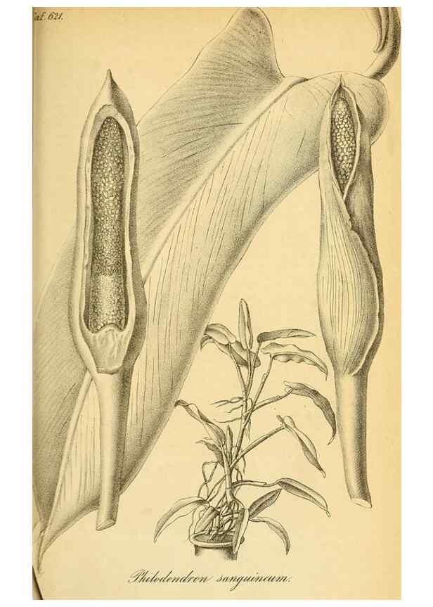 Reproducción/Reproduction 49698939162: Gartenflora.. Erlangen :F. Enke,1852-1940.. 