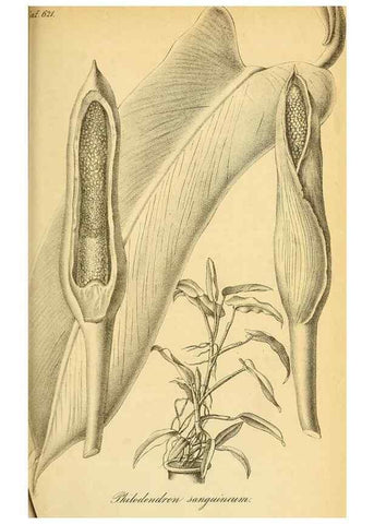 Reproducción/Reproduction 49698939162: Gartenflora.. Erlangen :F. Enke,1852-1940.. 