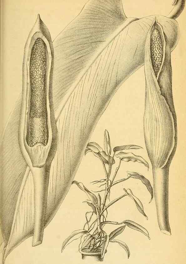 Reproducción/Reproduction 49698939162: Gartenflora.. Erlangen :F. Enke,1852-1940.. 
