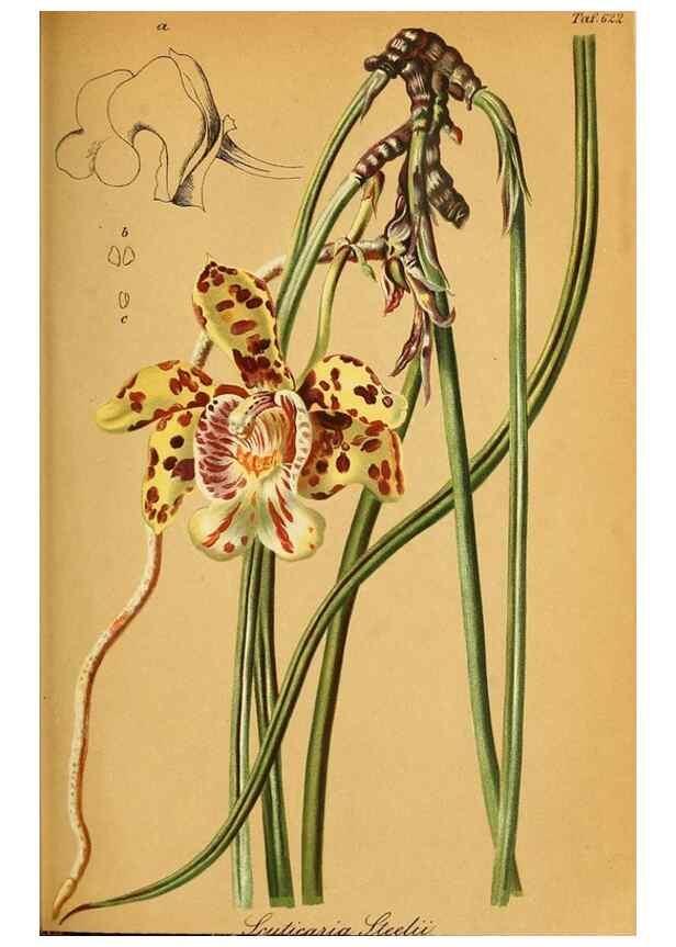 Reproducción/Reproduction 49698100763: Gartenflora.. Erlangen :F. Enke,1852-1940.. 