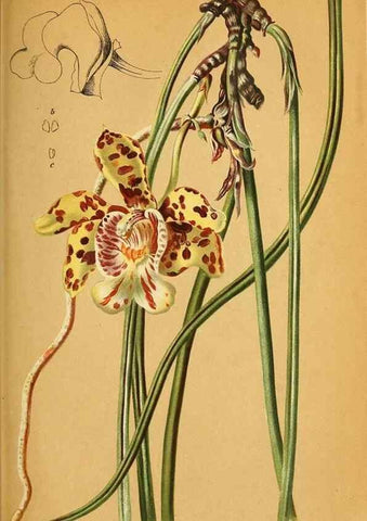 Reproducción/Reproduction 49698100763: Gartenflora.. Erlangen :F. Enke,1852-1940.. 