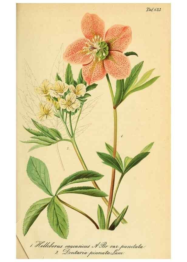 Reproducción/Reproduction 49698633396: Gartenflora.. Erlangen :F. Enke,1852-1940.. 