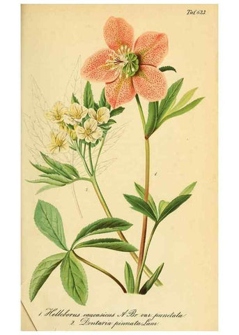 Reproducción/Reproduction 49698633396: Gartenflora.. Erlangen :F. Enke,1852-1940.. 