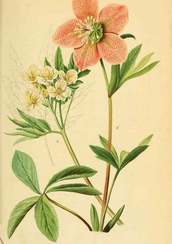 Reproducción/Reproduction 49698633396: Gartenflora.. Erlangen :F. Enke,1852-1940.. 