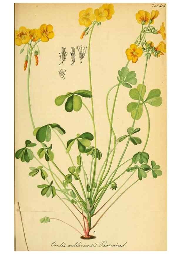 Reproducción/Reproduction 49698634106: Gartenflora.. Erlangen :F. Enke,1852-1940.. 