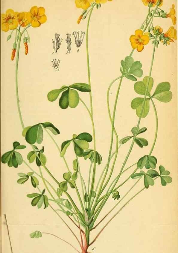 Reproducción/Reproduction 49698634106: Gartenflora.. Erlangen :F. Enke,1852-1940.. 
