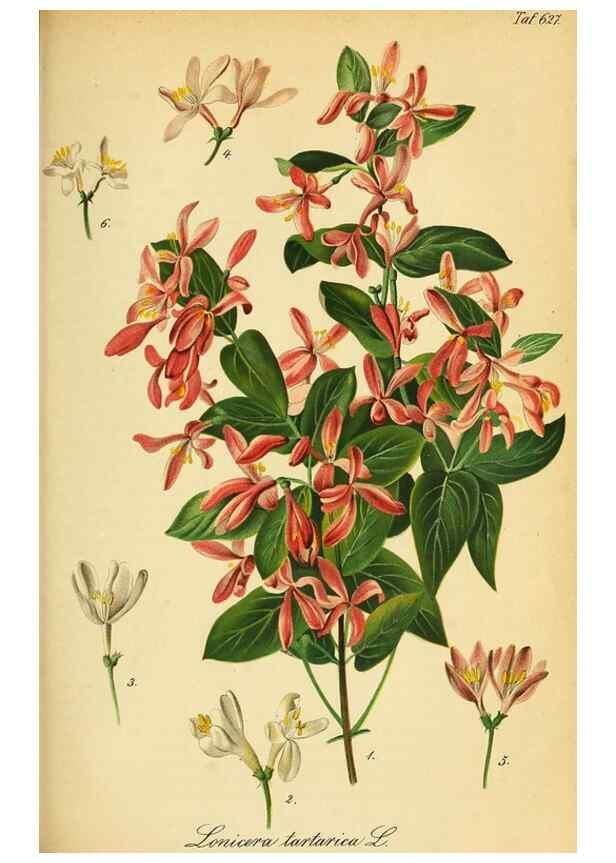 Reproducción/Reproduction 49698102283: Gartenflora.. Erlangen :F. Enke,1852-1940.. 