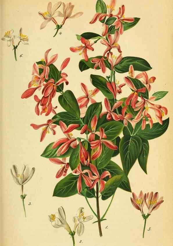 Reproducción/Reproduction 49698102283: Gartenflora.. Erlangen :F. Enke,1852-1940.. 