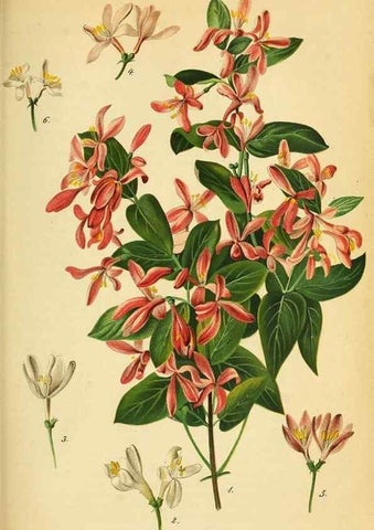 Reproducción/Reproduction 49698102283: Gartenflora.. Erlangen :F. Enke,1852-1940.. 