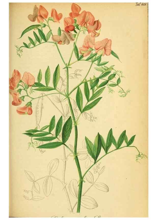 Reproducción/Reproduction 49698102633: Gartenflora.. Erlangen :F. Enke,1852-1940.. 