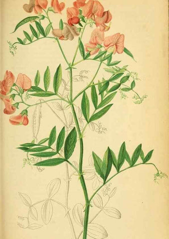Reproducción/Reproduction 49698102633: Gartenflora.. Erlangen :F. Enke,1852-1940.. 