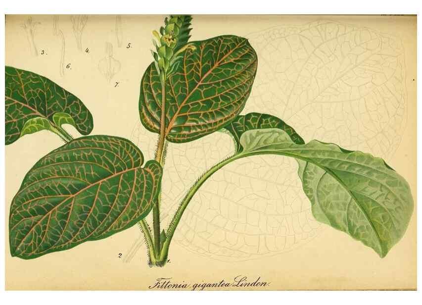 Reproducción/Reproduction 49698102828: Gartenflora.. Erlangen :F. Enke,1852-1940.. 