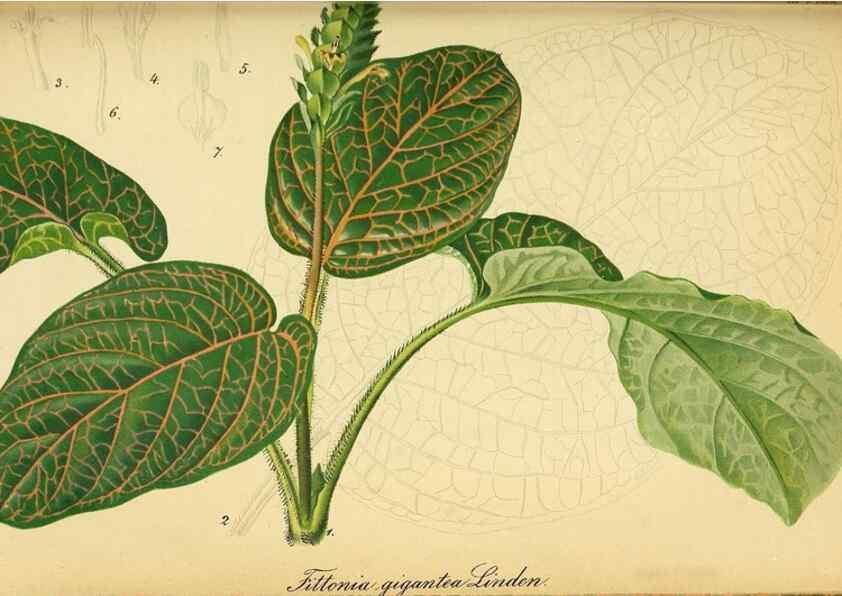 Reproducción/Reproduction 49698102828: Gartenflora.. Erlangen :F. Enke,1852-1940.. 