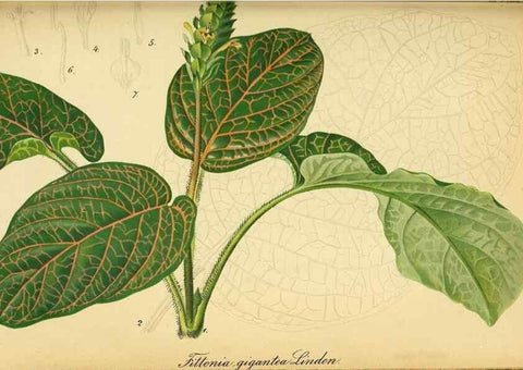 Reproducción/Reproduction 49698102828: Gartenflora.. Erlangen :F. Enke,1852-1940.. 