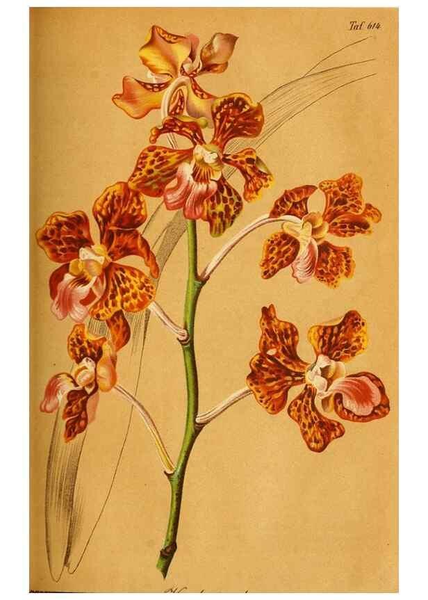 Reproducción/Reproduction 49698099013: Gartenflora.. Erlangen :F. Enke,1852-1940.. 