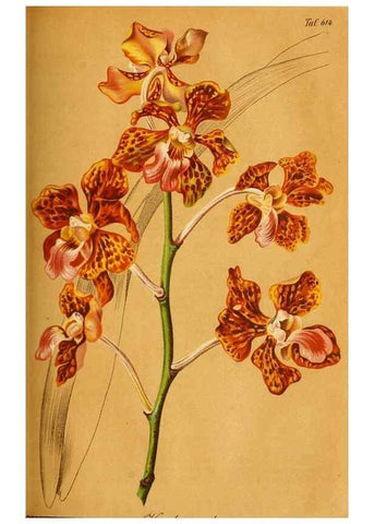Reproducción/Reproduction 49698099013: Gartenflora.. Erlangen :F. Enke,1852-1940.. 