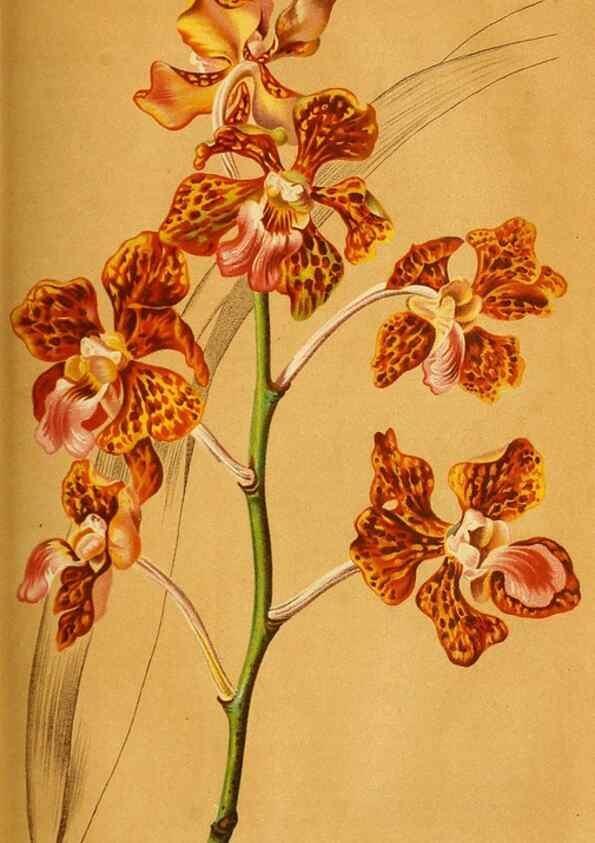 Reproducción/Reproduction 49698099013: Gartenflora.. Erlangen :F. Enke,1852-1940.. 