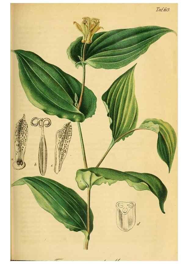Reproducción/Reproduction 49698098463: Gartenflora.. Erlangen :F. Enke,1852-1940.. 