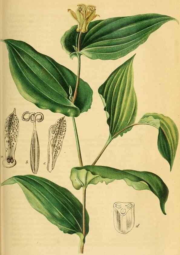 Reproducción/Reproduction 49698098463: Gartenflora.. Erlangen :F. Enke,1852-1940.. 