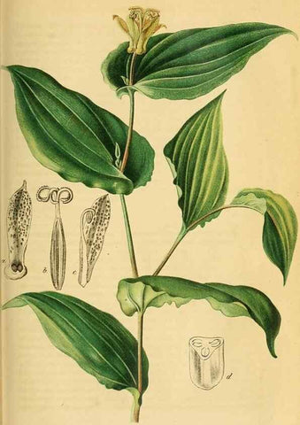 Reproducción/Reproduction 49698098463: Gartenflora.. Erlangen :F. Enke,1852-1940.. 